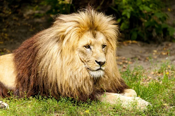 Rey león — Foto de Stock