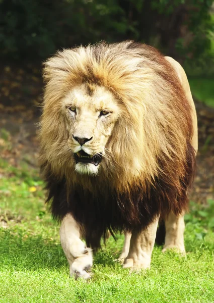 Король-лев — стоковое фото
