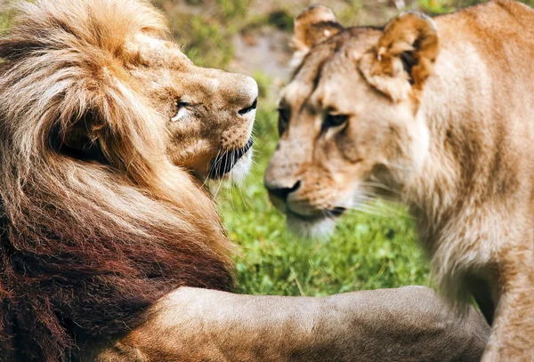 Pareja romántica de leones — Foto de Stock