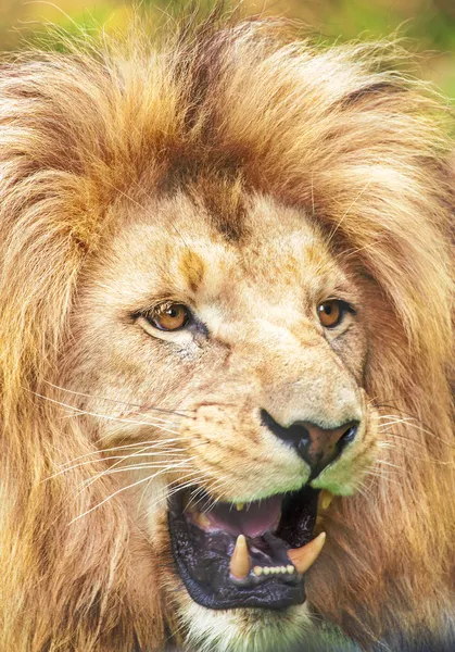 Mighty lion — Stock Photo, Image