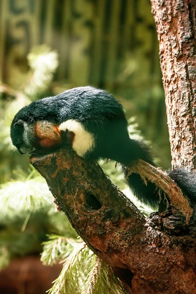 Esquilo do Prevost, ou esquilo asiático de três cores (Callosciurus — Fotografia de Stock