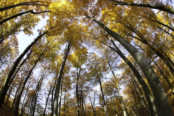 ブナの森 — ストック写真