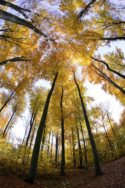 Beech forest — Stock Photo, Image