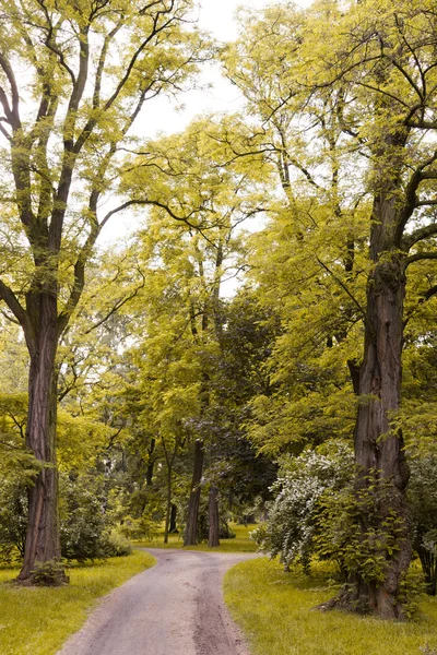 Kayın ormanı — Stok fotoğraf