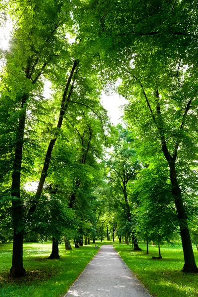 ブナの森 — ストック写真