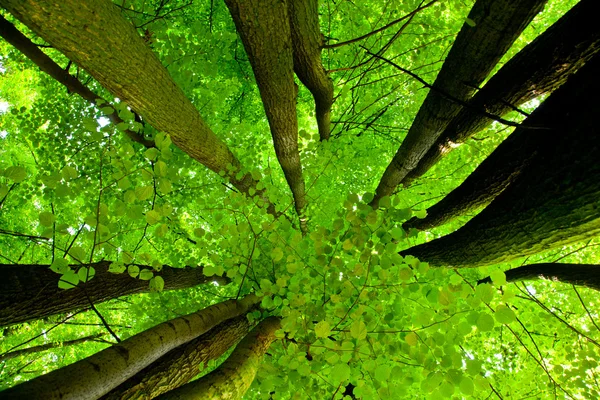 Buk lesní — Stock fotografie