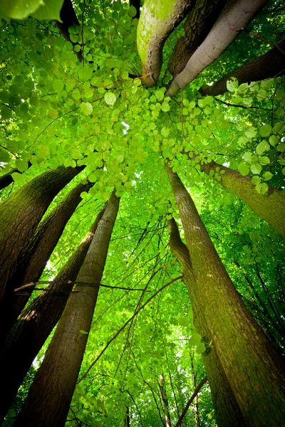 Бук Лісовий — стокове фото