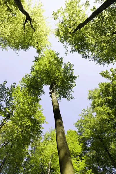 Бук Лісовий — стокове фото