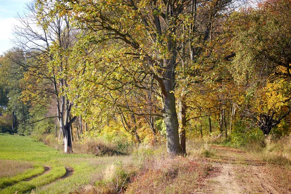 Дорога в лесу в Польше — стоковое фото