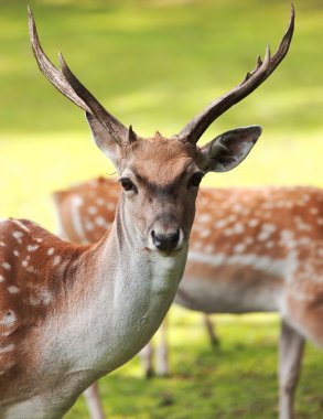 büyük whitetail buck