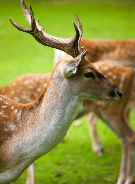 büyük whitetail buck