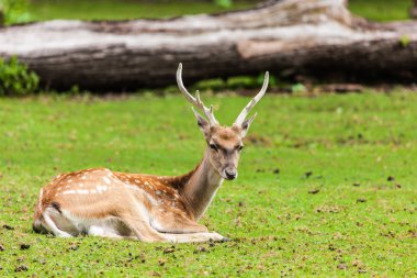 büyük whitetail buck