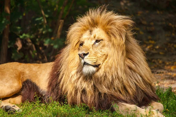 König Löwe — Stockfoto