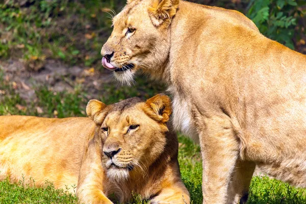 Due leonesse — Foto Stock