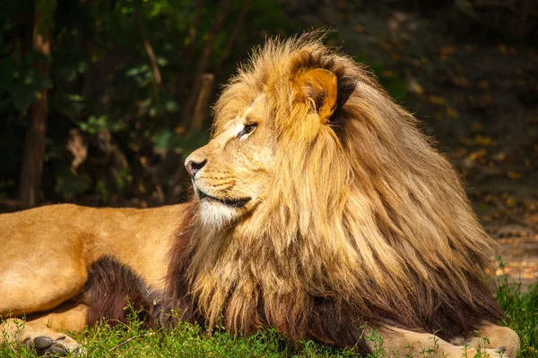 Lev král — Stock fotografie
