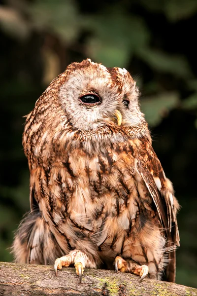 Tawny Owl (Strix aluco) — Stok Foto