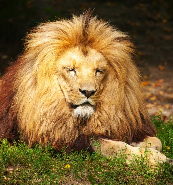Lion THE kING — Stock Photo, Image