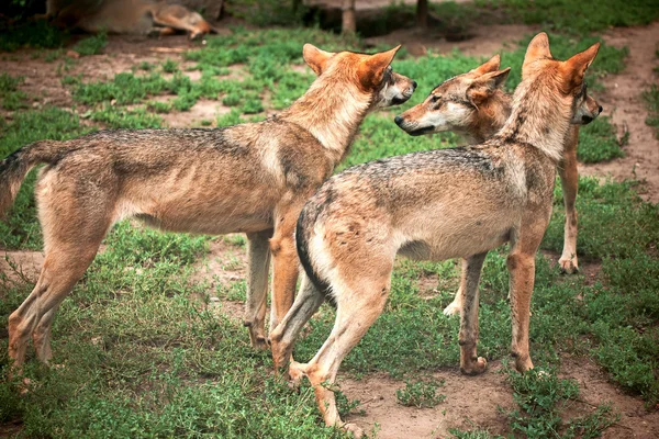 Manada de lobos — Foto de Stock