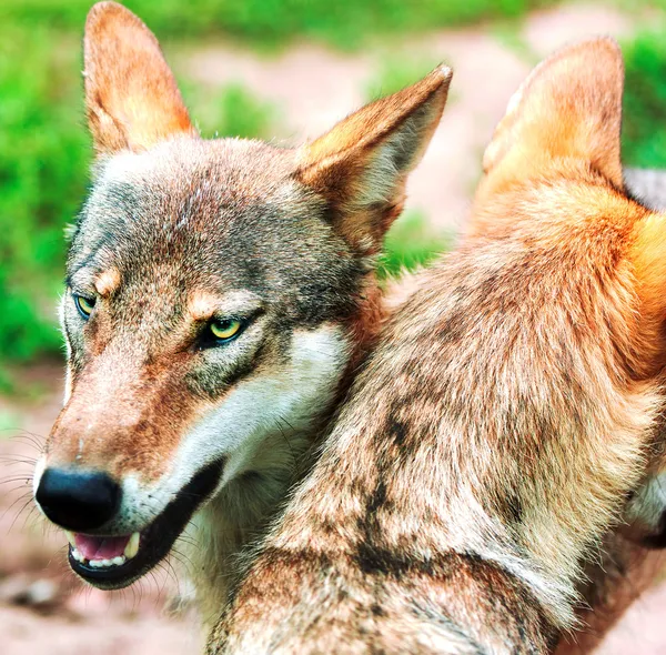 Wolfsrudel — Stockfoto