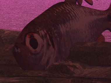 Sualtı tropikal cennet