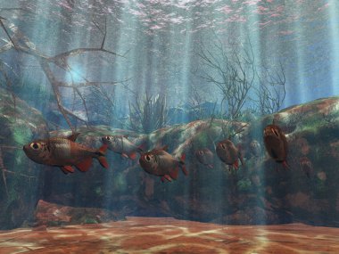 Sualtı tropikal cennet