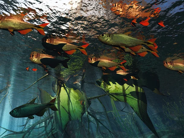 Tropische onderwater paradijs — Stockfoto
