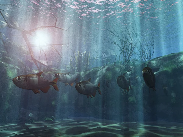 Tropical underwater paradise — Stock Photo, Image
