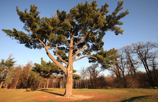 Huge tree — Stock Photo, Image