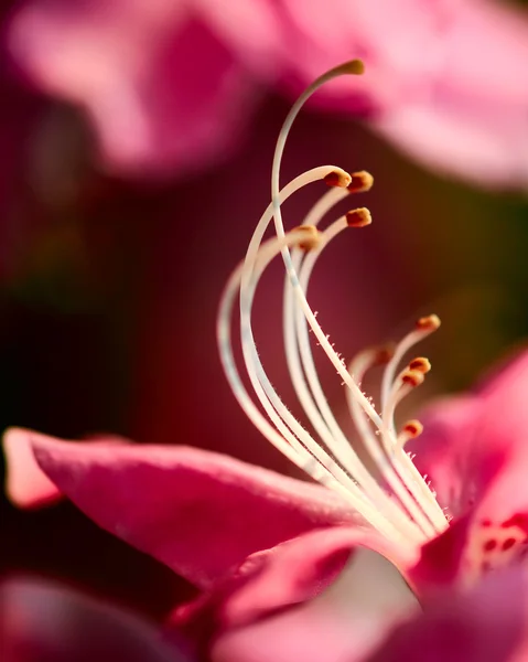 Hermosa flor —  Fotos de Stock