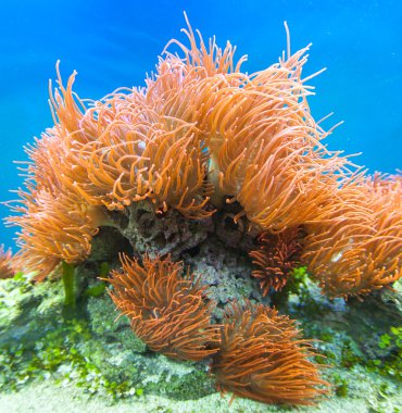 Underwater paradise clipart