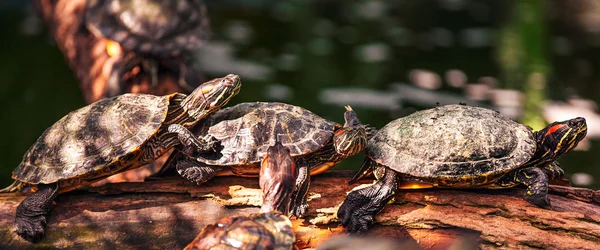 Tortoise op de log — Stockfoto