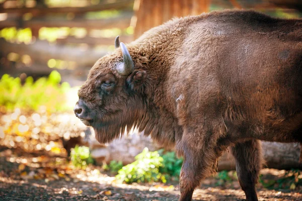 Europeisk bisonoxe — Stockfoto