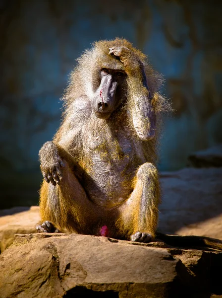Baboon di padang gurun — Stok Foto