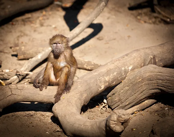 婴儿狒狒 — 图库照片