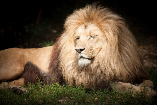König Löwe — Stockfoto