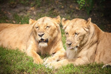 lionesses yakın çekim