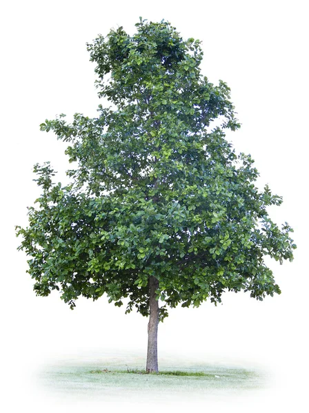 Απομονωμένες δέντρο — Φωτογραφία Αρχείου