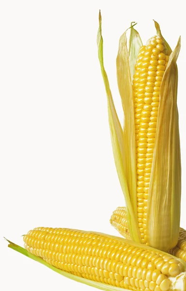 Ухо кукурузы — стоковое фото