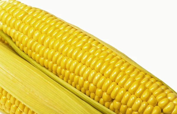 Свежий колос кукурузы — стоковое фото