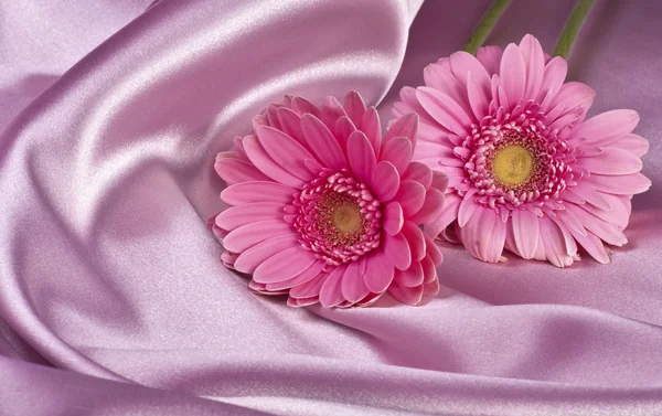Цветущий красивый розовый цветок — стоковое фото