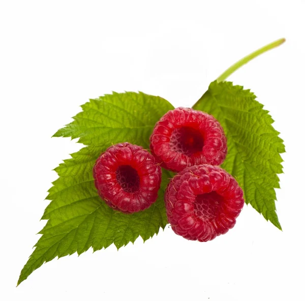나무 딸기; 흰색 배경 개체 — 스톡 사진