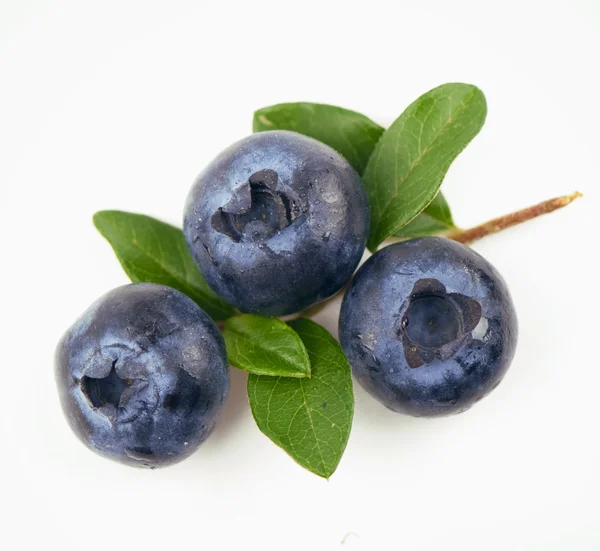蓝色莓果 — 图库照片