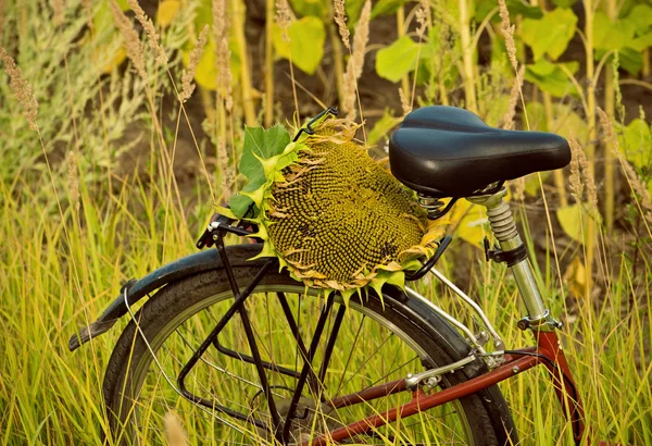 Sunflower and bicycle — Stock Photo, Image