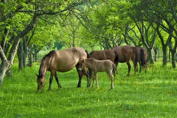 Quelques chevaux broutant — Photo