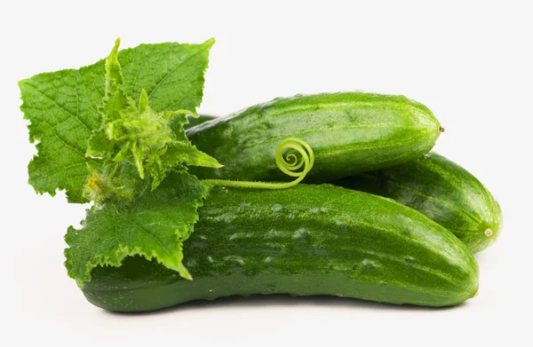Fresh cucumber with leaves — Stock Photo, Image
