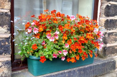 Window box with nemesia flowers. clipart