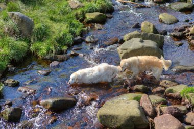 Two dogs in water clipart