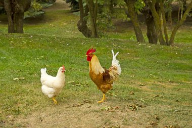 Bir tavuk (Gallus gallus domesticus çiftlik avlusu closeup)