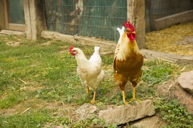 Bir tavuk (Gallus gallus domesticus çiftlik avlusu closeup)