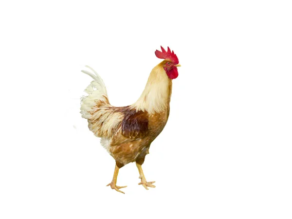 stock image A hen chicken in white background